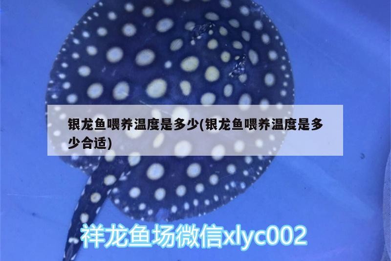 銀龍魚喂養溫度是多少(銀龍魚喂養溫度是多少合適)