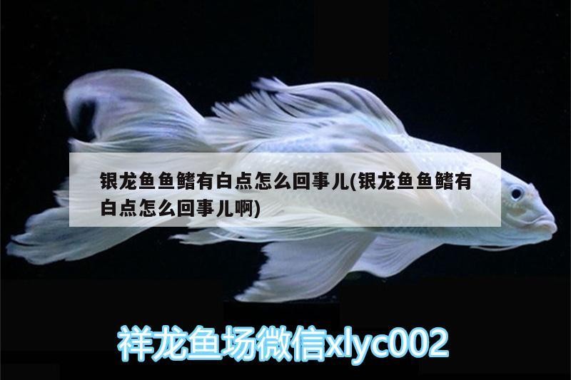 銀龍魚魚鰭有白點(diǎn)怎么回事兒(銀龍魚魚鰭有白點(diǎn)怎么回事兒啊)