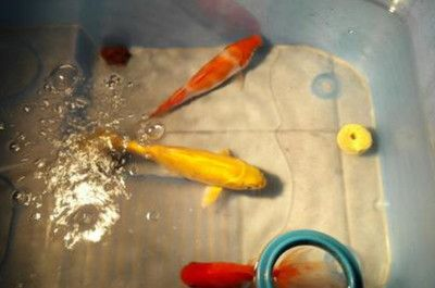 冬天室外魚缸養錦鯉怎么養：冬天室外魚缸養錦鯉需要特別的關注和管理和管理