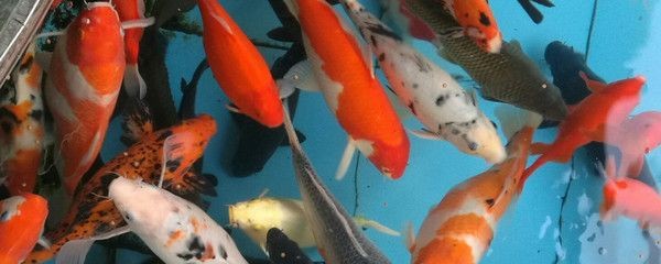 冬天室外魚缸養錦鯉怎么養：冬天室外魚缸養錦鯉需要特別的關注和管理和管理
