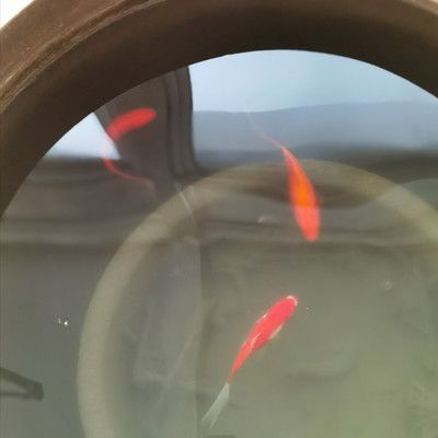 冬天室外魚缸養錦鯉怎么養：冬天室外魚缸養錦鯉需要特別的關注和管理和管理