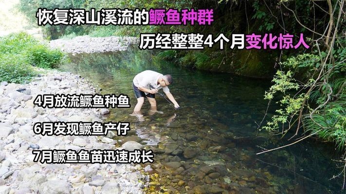魟魚種質改良最新研究：關于魟魚種質改良的最新研究