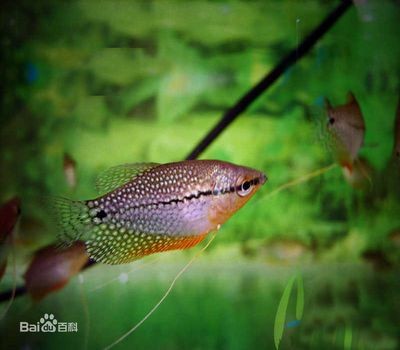 虎皮魚的飼養技術：虎皮魚在魚缸上層游的原因包括缺氧、水質問題、食物來源以及健康狀況