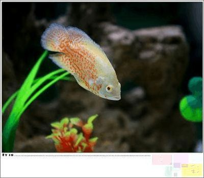 虎皮魚的飼養技術：虎皮魚在魚缸上層游的原因包括缺氧、水質問題、食物來源以及健康狀況