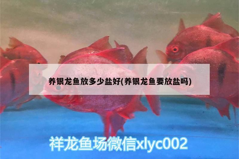 養(yǎng)銀龍魚放多少鹽好(養(yǎng)銀龍魚要放鹽嗎)