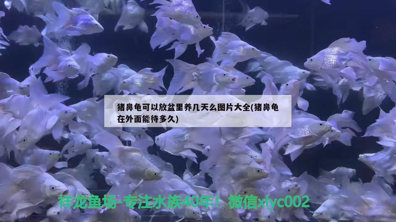 豬鼻龜可以放盆里養(yǎng)幾天么圖片大全(豬鼻龜在外面能待多久)
