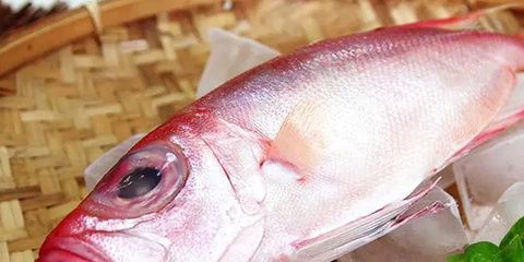 虎紋魚飼養(yǎng)技巧：虎紋魚的混養(yǎng)學問熱帶魚的飼養(yǎng)技巧虎紋魚的飼養(yǎng)技巧