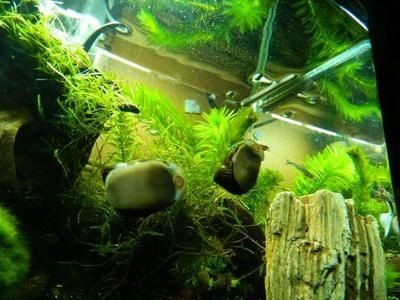 大魚缸不換水怎么日常維護呢：大魚缸不換水的日常維護方法
