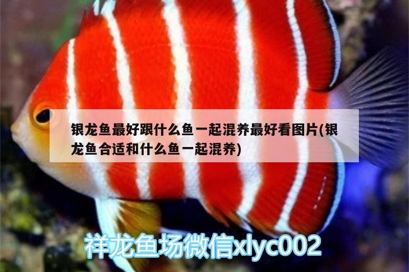 觀賞魚 銀龍魚最好跟什么魚一起混養最好看圖片(銀龍魚合適和什么魚一起混養) 銀龍魚百科 銀龍魚最好跟什么魚一起混養最好看圖片(銀龍魚合適和什么魚一起混養) 銀龍魚最好跟什么魚一起混養最好看圖片(銀龍魚合適和什么魚一起混養) 銀龍魚百科