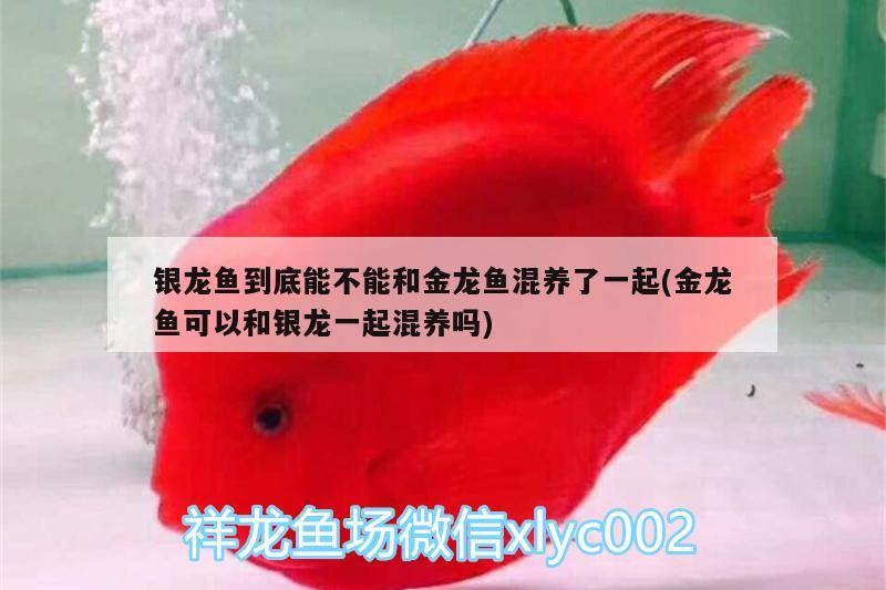 銀龍魚到底能不能和金龍魚混養(yǎng)了一起(金龍魚可以和銀龍一起混養(yǎng)嗎)