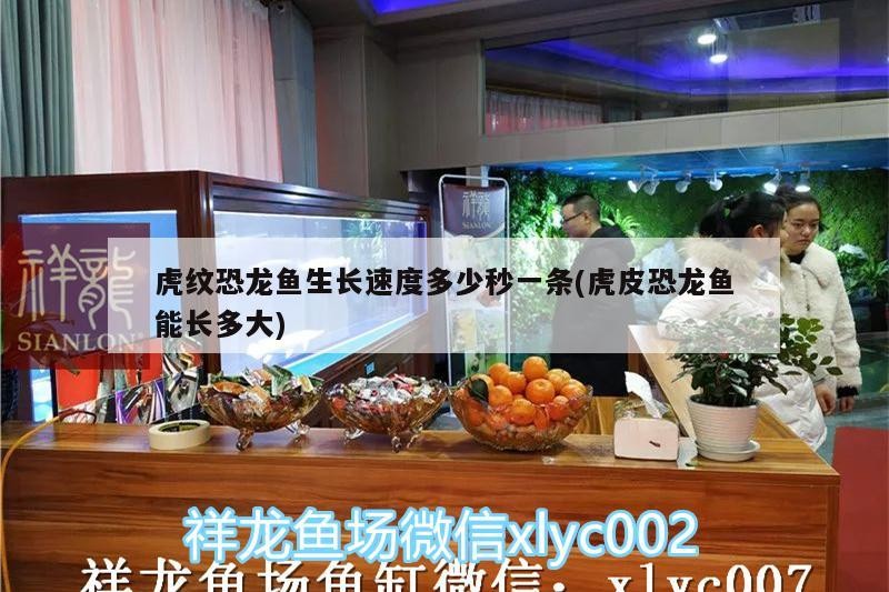 虎魚與龍魚混養(yǎng)的注意事項(xiàng)視頻教程(紅龍魚和虎魚混養(yǎng))