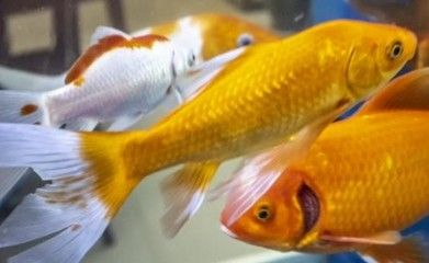 不給魚缸加氧氣,魚為什么會游到水面上：魚為什么會在下雨天跳出水面