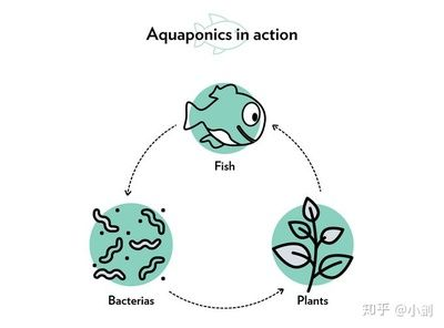 大魚缸不換水怎么日常維護：大魚缸不換水的日常維護需要綜合考慮多個方面的因素