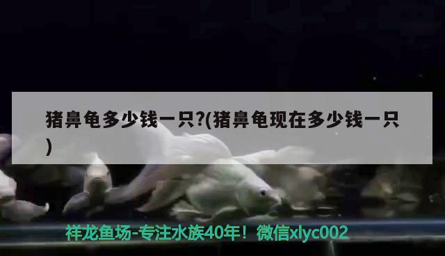 豬鼻龜多少錢一只?(豬鼻龜現在多少錢一只)