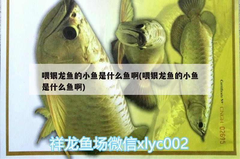 喂銀龍魚的小魚是什么魚啊(喂銀龍魚的小魚是什么魚啊)