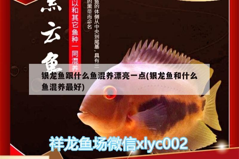 銀龍魚(yú)跟什么魚(yú)混養(yǎng)漂亮一點(diǎn)(銀龍魚(yú)和什么魚(yú)混養(yǎng)最好)