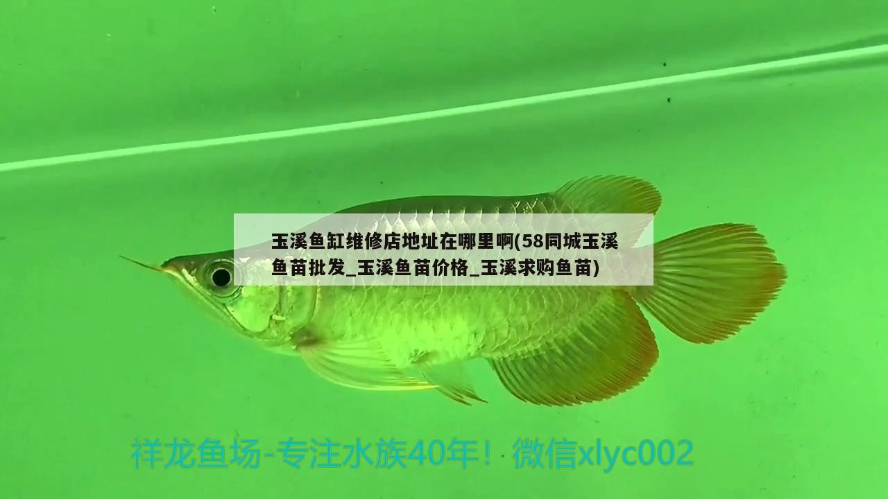玉溪魚缸維修店地址在哪里啊(58同城玉溪魚苗批發_玉溪魚苗價格_玉溪求購魚苗)