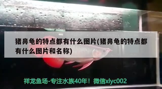 豬鼻龜的特點都有什么圖片(豬鼻龜的特點都有什么圖片和名稱) 豬鼻龜的特點都有什么圖片(豬鼻龜的特點都有什么圖片和名稱) 豬鼻龜百科