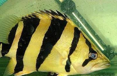 虎魚身上發黑是什么原因:虎魚身上發黑可能由多種原因引起 虎魚百科 第2張 虎魚身上發黑是什么原因:虎魚身上發黑可能由多種原因引起 虎魚身上發黑是什么原因:虎魚身上發黑可能由多種原因引起 虎魚百科 第2張