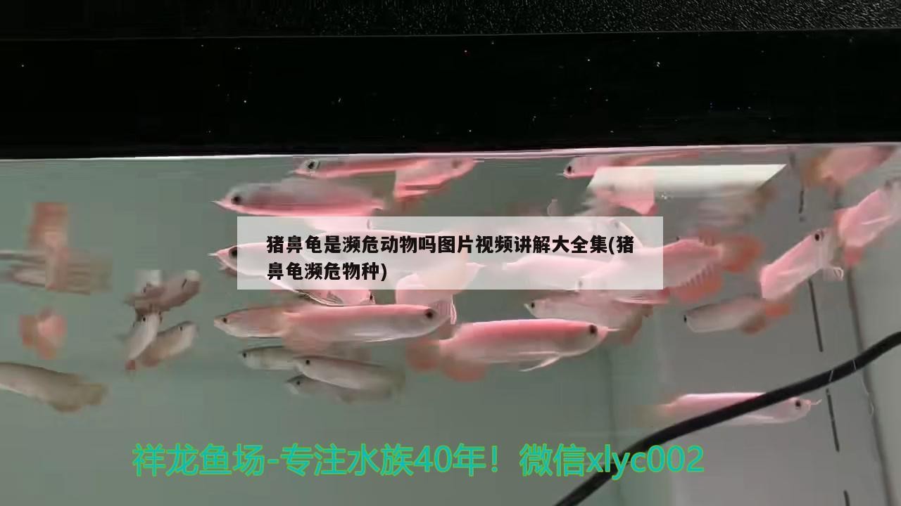 豬鼻龜是瀕危動物嗎圖片視頻講解大全集(豬鼻龜瀕危物種)
