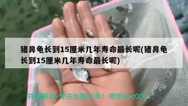 豬鼻龜長(zhǎng)到15厘米幾年壽命最長(zhǎng)呢(豬鼻龜長(zhǎng)到15厘米幾年壽命最長(zhǎng)呢)