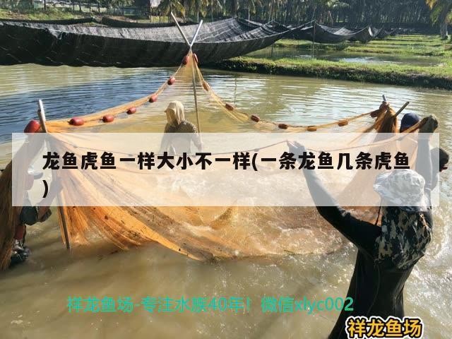 龍魚虎魚一樣大小不一樣(一條龍魚幾條虎魚) 龍魚虎魚一樣大小不一樣(一條龍魚幾條虎魚) 虎魚百科