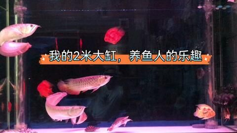 紅龍魚換水后觀察要點(diǎn)：紅龍魚換水后應(yīng)注意的觀察要點(diǎn)