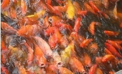 紅龍魚換水后觀察要點(diǎn)：紅龍魚換水后應(yīng)注意的觀察要點(diǎn)