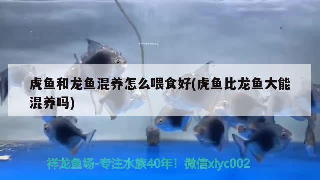 虎魚和龍魚混養怎么喂食好(虎魚比龍魚大能混養嗎)