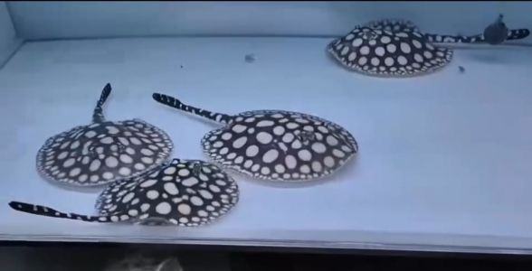 純血皇冠黑白魟魚的疾病預(yù)防措施，如何判斷純血皇冠黑白魟魚的營(yíng)養(yǎng)需求，純血皇冠黑白魟魚的繁殖技巧