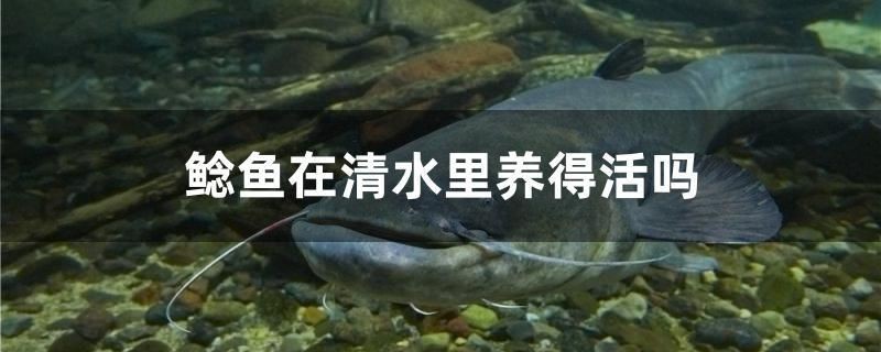 鯰魚在清水里養得活嗎