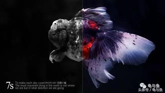 1號魚缸和7s哪個好：1號魚缸和7s魚缸各有其優點和缺點和缺點