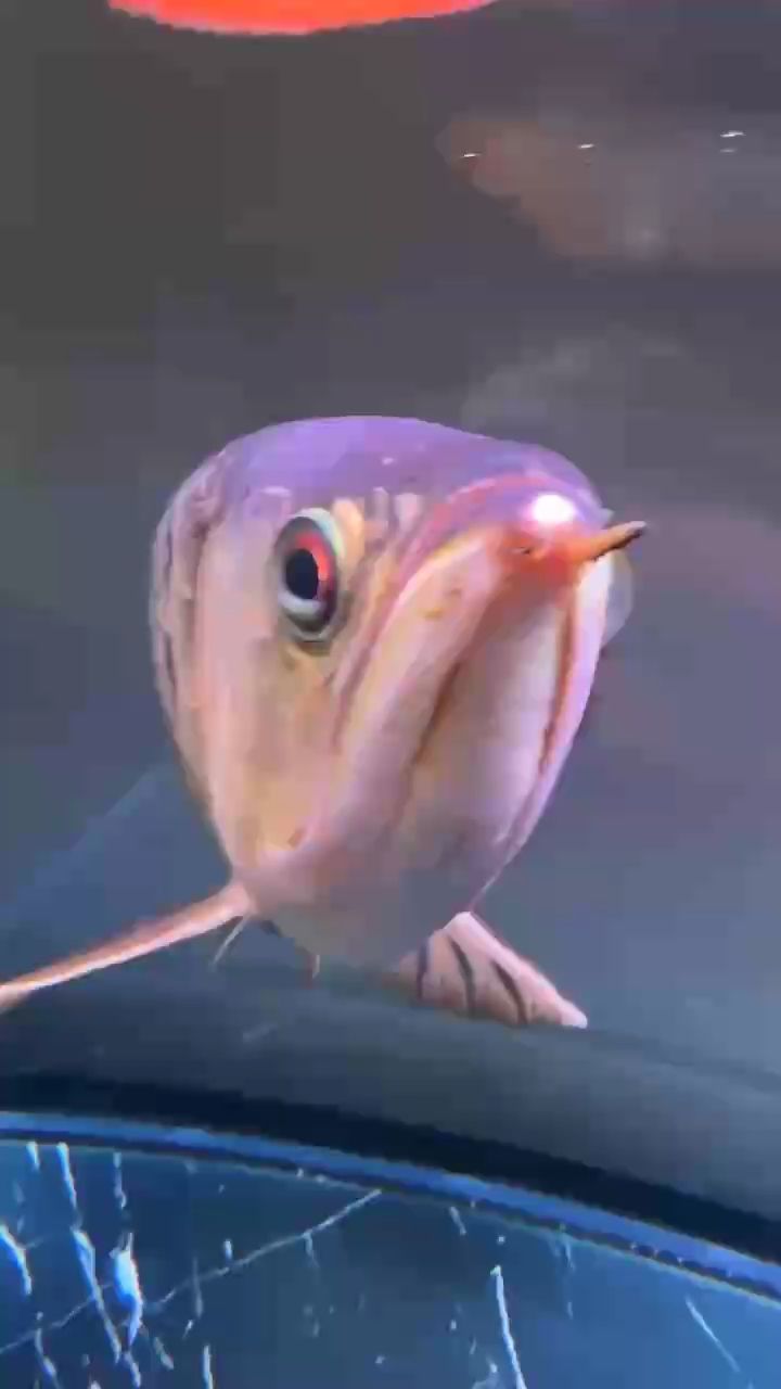 這是蒙眼了嗎？ 這是蒙眼了嗎？ 龍魚論壇