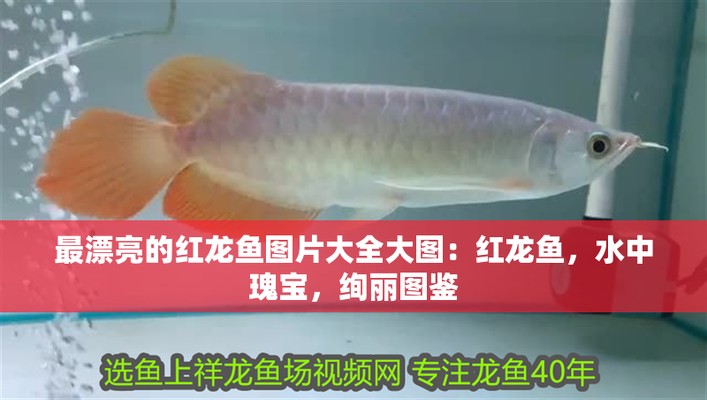 紅龍魚圖片