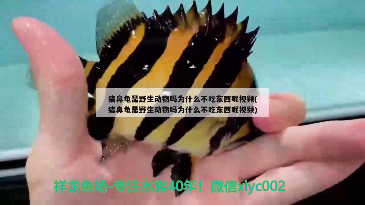 豬鼻龜是野生動物嗎為什么不吃東西呢視頻(豬鼻龜是野生動物嗎為什么不吃東西呢視頻)
