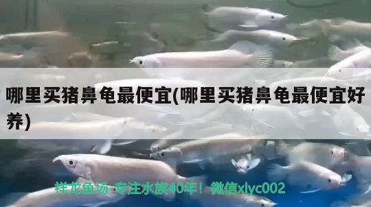 哪里買豬鼻龜最便宜(哪里買豬鼻龜最便宜好養)