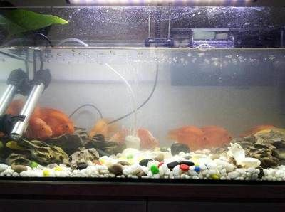 臭氧可以給魚缸加氧嗎？：如何給魚缸增氧？