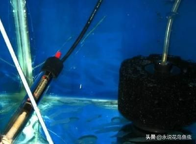 臭氧可以給魚缸加氧嗎？：如何給魚缸增氧？