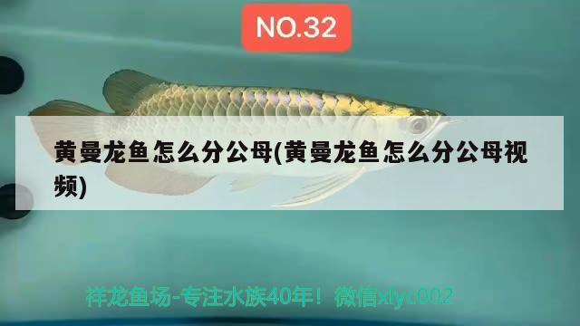 黃曼龍魚怎么分公母(黃曼龍魚怎么分公母視頻)