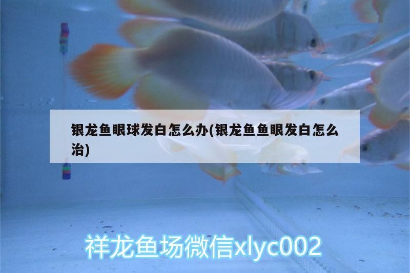 銀龍魚眼球發白怎么辦(銀龍魚魚眼發白怎么治)