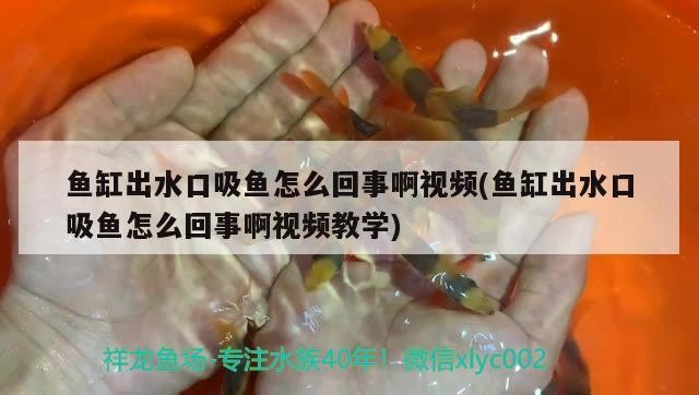 魚缸出水口吸魚怎么回事啊視頻(魚缸出水口吸魚怎么回事啊視頻教學(xué))