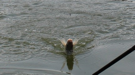 大同紅龍魚價格2688貴嗎？