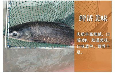 紅龍魚四大漁場排名榜：紅龍魚四大漁場排名