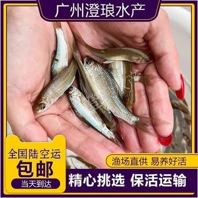 紅龍魚(yú)四大漁場(chǎng)排名榜：紅龍魚(yú)四大漁場(chǎng)排名