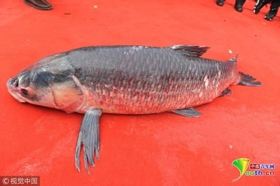 紅龍魚(yú)四大漁場(chǎng)排名榜：紅龍魚(yú)四大漁場(chǎng)排名