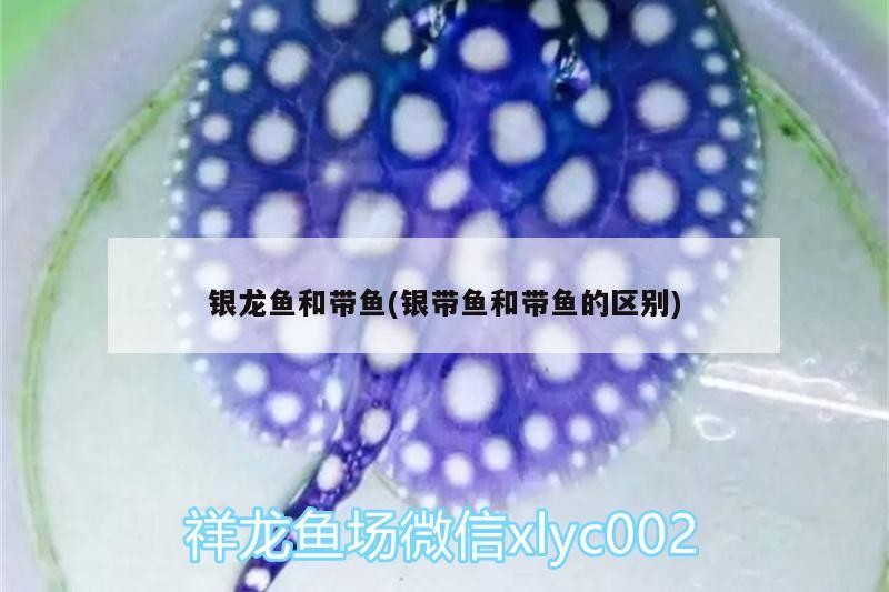 詳細閱讀:銀龍魚和帶魚(銀帶魚和帶魚的區(qū)別) 銀龍魚和帶魚(銀帶魚和帶魚的區(qū)別)