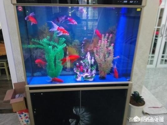 洛陽市老城瑤瑤水族館（洛陽市老城瑤瑤水族館電話）
