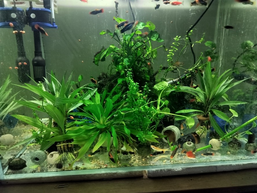 大湖紅龍魚長大視頻：大湖紅龍魚長大視頻大全