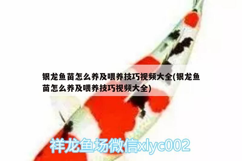 銀龍魚苗怎么養及喂養技巧視頻大全(銀龍魚苗怎么養及喂養技巧視頻大全)