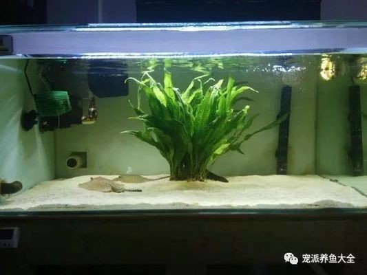 黑金魟魚的日常飲食，如何判斷黑金魟魚飽腹，黑金魟魚水質管理技巧